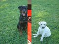 Ango un amour de chien méchant Ango un amour de chien méchant