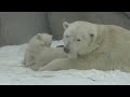 Белые медвежата в Московском зоопарке 04.03.12