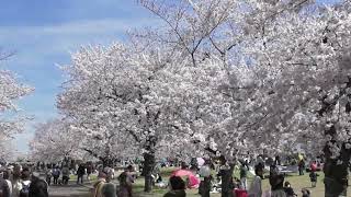 最近の写真・動画