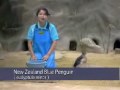 Nagasaki PENGUINS! Nagasaki PENGUINS!