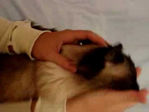 How to Pill a Cat 0 How to Pill a Cat