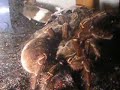 voir comment une mygale attaque sa proie !