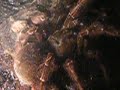 voir comment une mygale attaque sa proie !