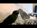 Green Cheek Conure and Parakeet