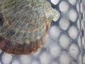Bay scallop sperming Bay scallop sperming