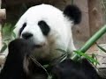 Reuzenpanda in Chiang Mai Zoo Reuzenpanda in Chiang Mai Zoo