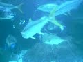 White Shark - Two Oceans Aquarium Cape Town - Africa do Sul
