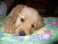dedicado a venùs y eroz mis golden retriever