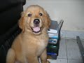 Ven�s y Eroz - Golden Retriever