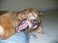 dedicado a venùs y eroz mis golden retriever