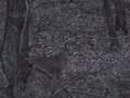 videos de interesting action by whitetail buck