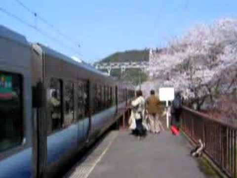 JR山中渓駅ホームさくら＆電車