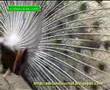 Peacock Mating ...
