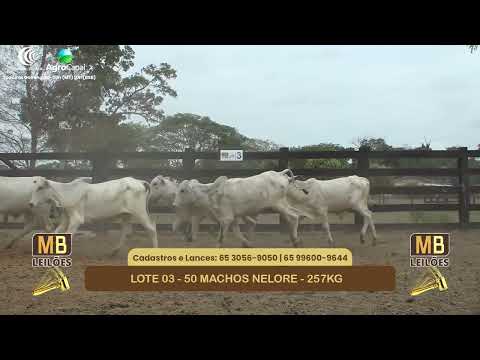 552� LEIL�O VIRTUAL MB LEIL�ES