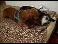 Doggie Love