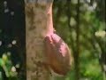 Harvesting cocoa pods, removing cocoa beans, & fermentation Harvesting cocoa pods, removing cocoa beans, & fermentation