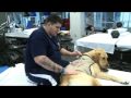 Therapy Dogs Help Wounded Warriors Heal