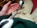 baby pet rats free-ranging - 3.5 weeks #2