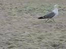 Gull Walking