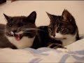 Kucing Ngobrol Kucing Ngobrol