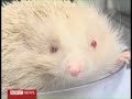 Click here to watch this video Overweight Hedgehog - Parry Gripp