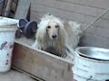 Galgo Afgano
