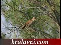 kralavci.com - B�lb�l Sesi2
