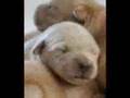 Golden Retriever Friends Litter