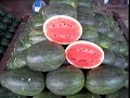 DENG MO - Watermelons (www.thailandreport.org)