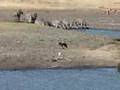 Kruger Park by Andre 