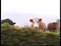 Bull Horn Video