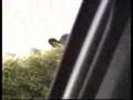 Bull Horn Video
