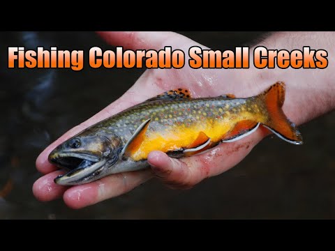 Fly Fishing Colorado Small Creeks | Creek Fishing Colorado