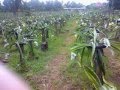 videos de Silan's dragon fruit farm