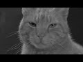 josephine - sortie le 19 juin 2013 un film de agnes obadia avec marilou berry, b�rang�re krief pour plus d'informations, de vid�os ou de bande annonce sur jo...