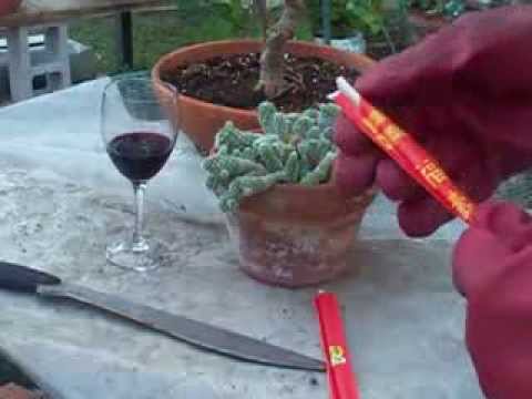 how to transplant a cactus