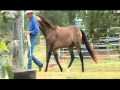 Welcome to Equivet Australia (Wilson