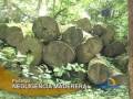 videos de Madera decomisada se pudre por demora de INRENA y Poder Judicial para subastarla
