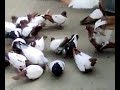 Piegon in di khan