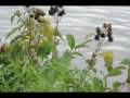 Nikon D90 sample clips