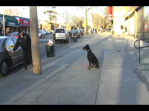 Doberman Pinser