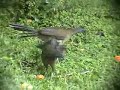 Plain Chachalaca