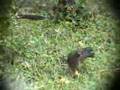 Plain Chachalaca