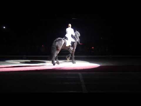 lipizzaner