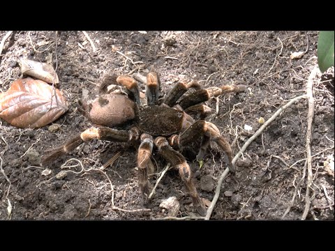 YouTube reptile video