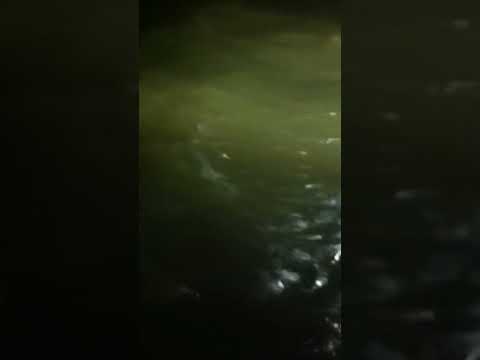 estimated 5-6 ft blacktip shark- Galveston Fishing Pier