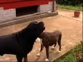 cani cantanti