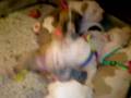 videos de American Staffordshire Red Nose Pittbul Welpen 3