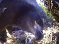 SIDNEY CAM CU - Rare Look into a BALD eagles nest EAGLET PLAYS WITH A GULL &THEN SOME