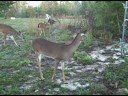 Fawn Release 2008 Clip 3 - Release Continued- Paws, Inc Fawn Release 2008 Clip 3 - Release Continued- Paws, Inc